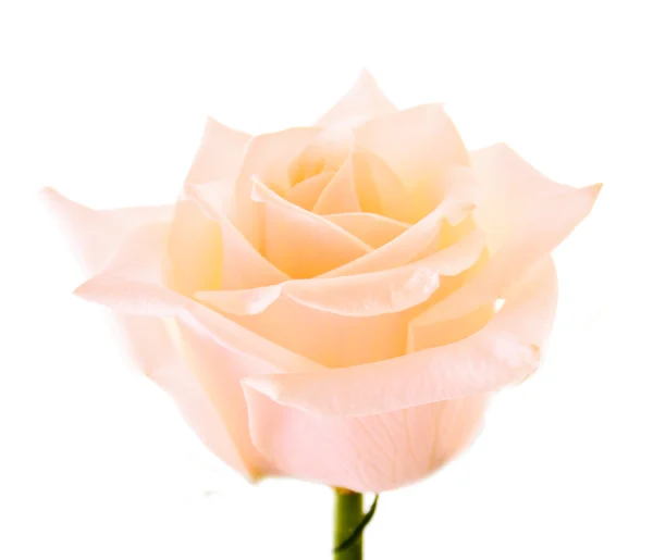 Rose blanche isolée sur blanc — Photo