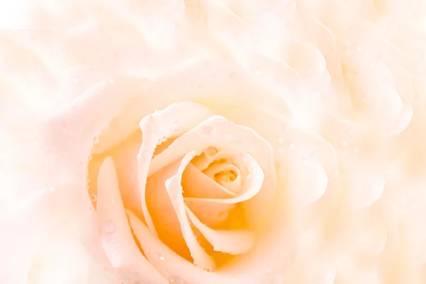 Vita ros med vatten droppar bakgrund — Stockfoto