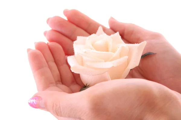 White rose in hands isolated on white — Stock Photo, Image