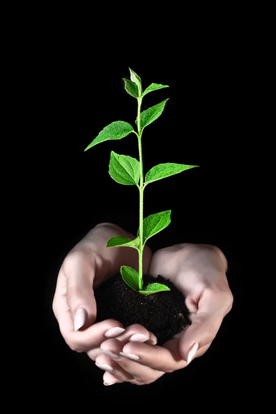 Young plant in hands on black background — Stock Photo, Image
