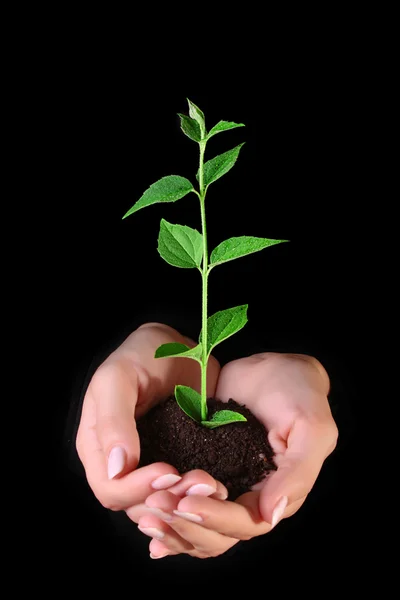Jovem planta em mãos sobre fundo preto — Fotografia de Stock