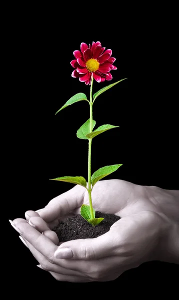 As mãos humanas mantêm uma planta jovem com flor no preto — Fotografia de Stock