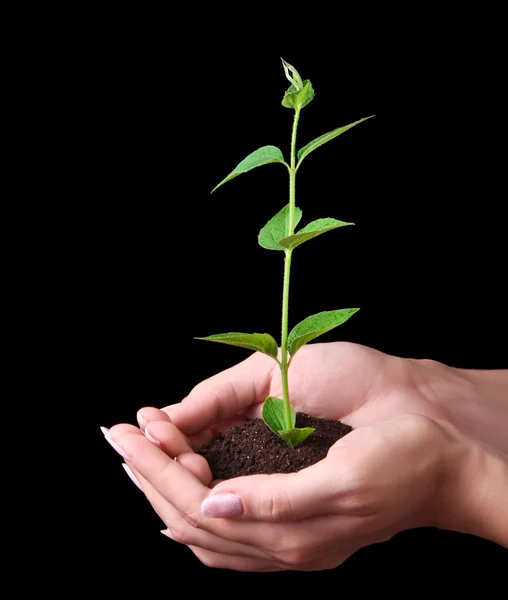 Young plant in hand on black background — Stock Photo, Image