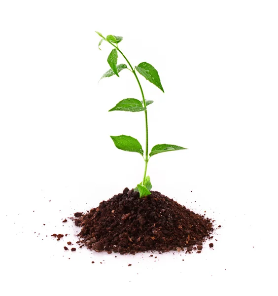 Young plant in ground over white — Stock Photo, Image