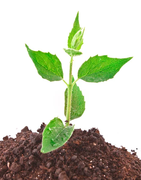 Jonge plant in grond over Wit — Stockfoto