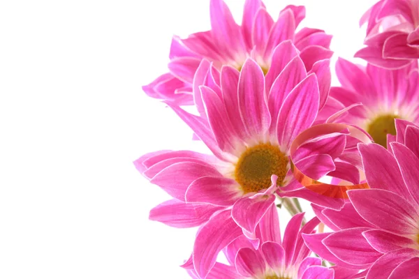 Blume auf weißem Hintergrund — Stockfoto