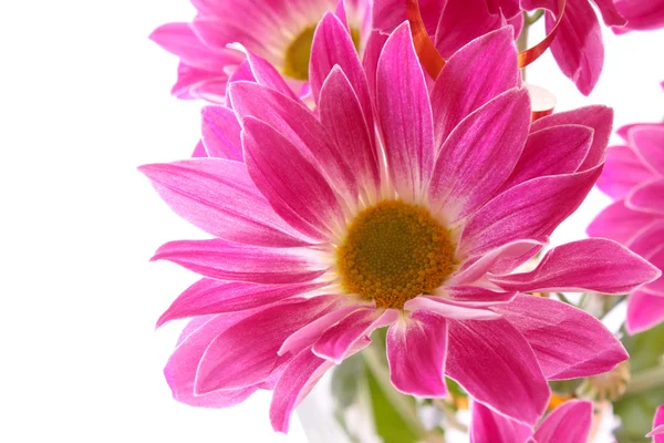 Květina na bílém pozadí — Stock fotografie