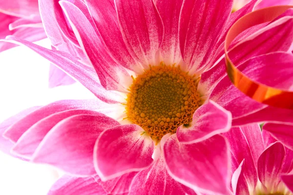 Květina na bílém pozadí — Stock fotografie