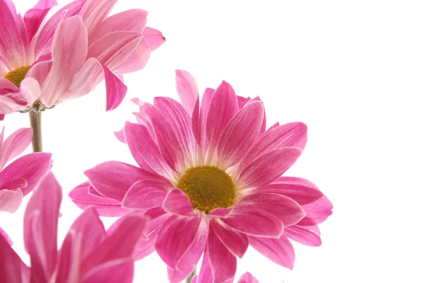 Flor no fundo branco — Fotografia de Stock