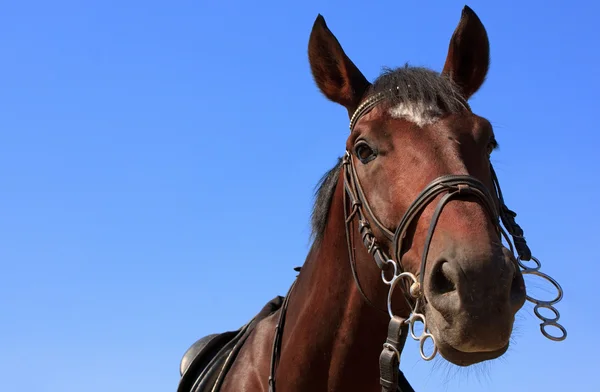 Hästen stående på blå himmel bakgrund — Stockfoto