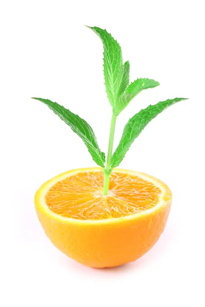Зелена рослина вирощується з апельсина над білим — стокове фото