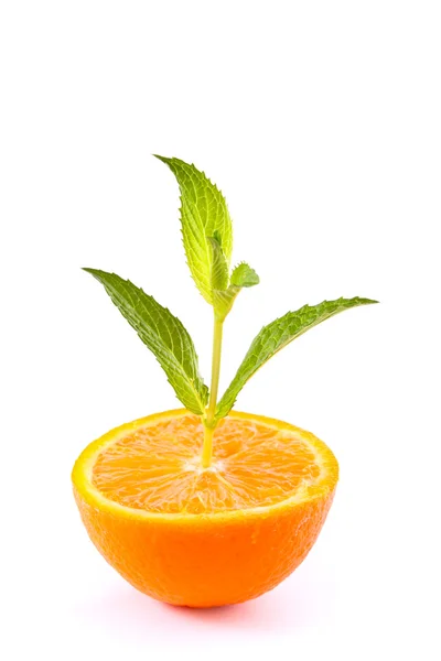 Roślina zielony Gaj się z orange na białym tle — Zdjęcie stockowe