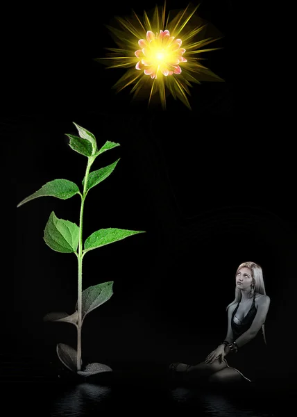 Rostlina s kytičkou a slunce na černém pozadí — Stock fotografie