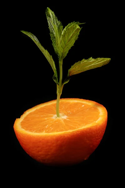 黒い背景にオレンジから上の緑の植物グローブ — ストック写真