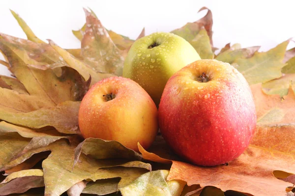 Три яблока на листьях — стоковое фото
