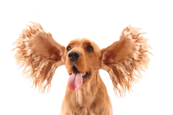 Cocker spaniel with flying ears isolated on white. Very expressi — Stock Photo, Image