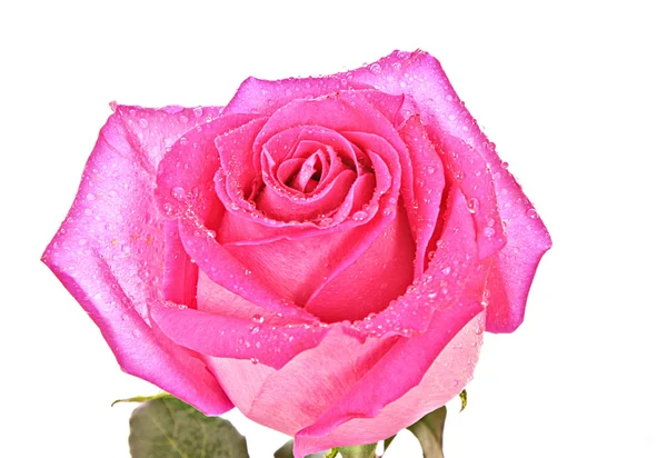 Rose rose en gros plan isolé sur blanc — Photo