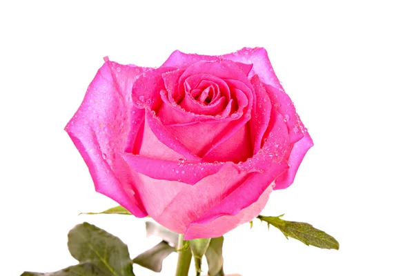 Ροζ τριαντάφυλλο closeup που απομονώνονται σε λευκό — Φωτογραφία Αρχείου