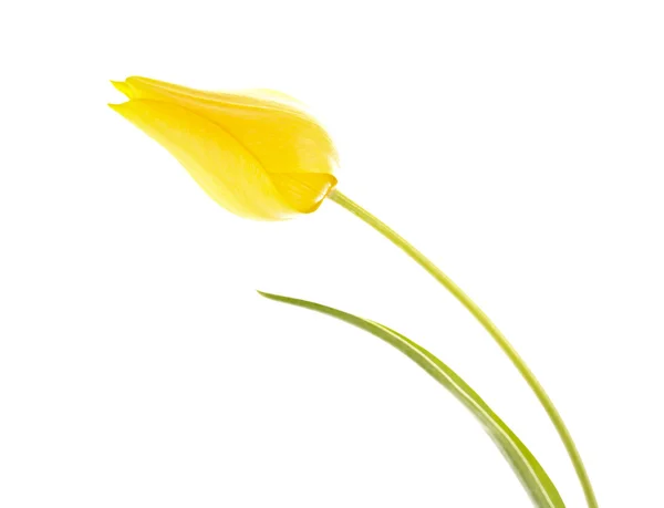 黄色郁金香白色上孤立 — 图库照片