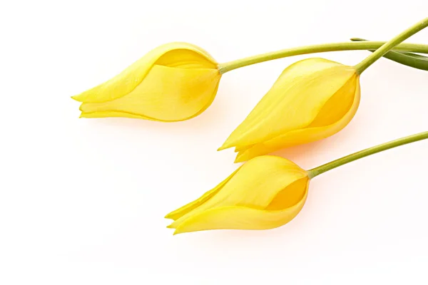 Three yellow tulips isolated on white — Stock Photo, Image