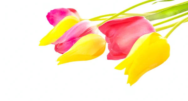 Kilka czerwonych i żółtych tulipanów na białym tle — Zdjęcie stockowe