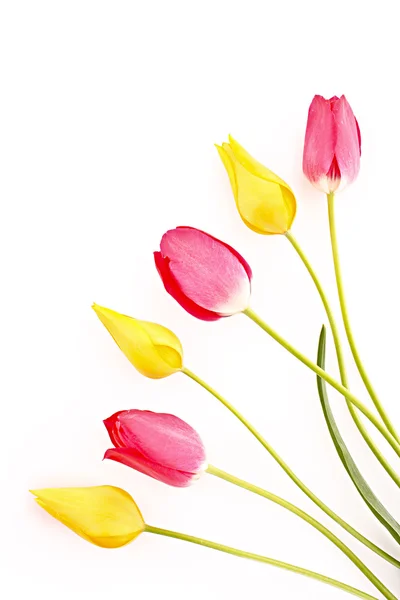 Kilka czerwonych i żółtych tulipanów na białym tle — Zdjęcie stockowe