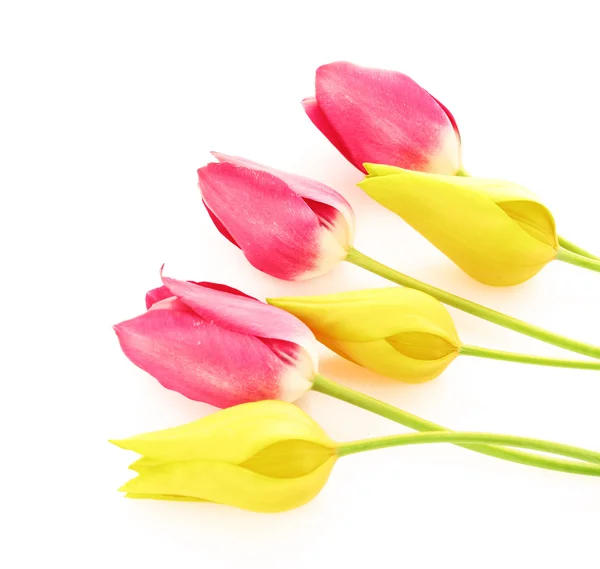 Málo červené a žluté tulipány izolovaných na bílém — Stock fotografie