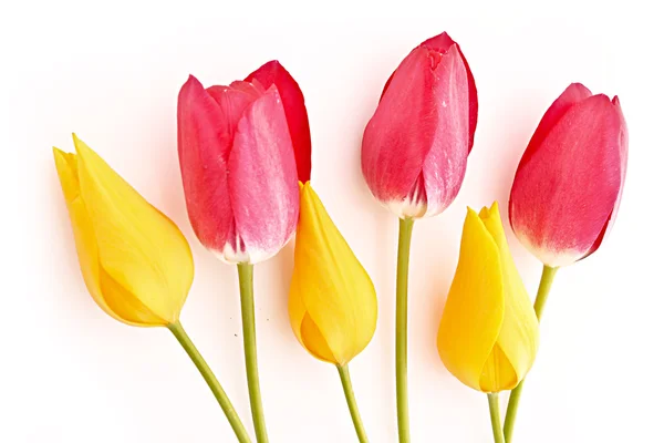 Wenige rote und gelbe Tulpen isoliert auf weiß — Stockfoto