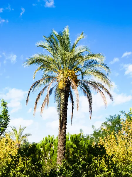 Пальма з зеленими деревами на фоні блакитного неба — стокове фото