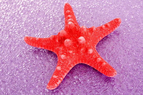 Seastar on red background — Stock Photo, Image