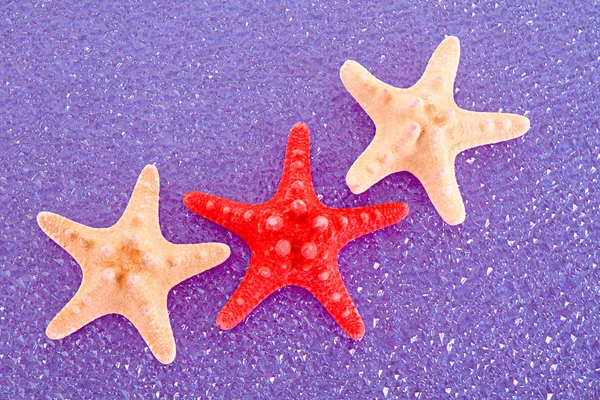 Seastar on blue background — Stock Photo, Image