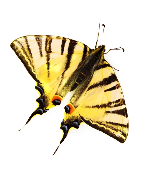 孤立在白色的蝴蝶 — 图库照片