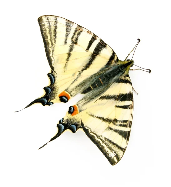 白で隔離される蝶 — ストック写真