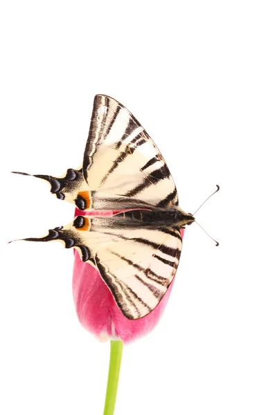 Бабочка на красных тюльпанах изолирована на белом — стоковое фото