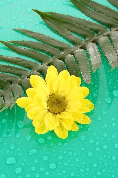 Zöld háttér sárga Kamilla — Stock Fotó
