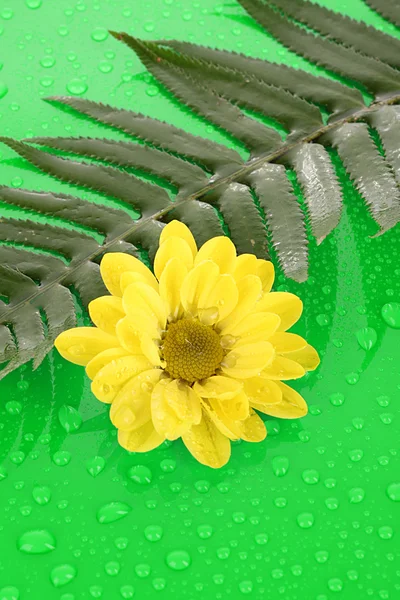 Yellow chamomile on green background — Stock Photo, Image