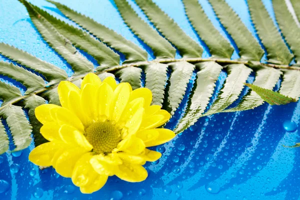 蓝色背景上的黄色洋甘菊 — 图库照片