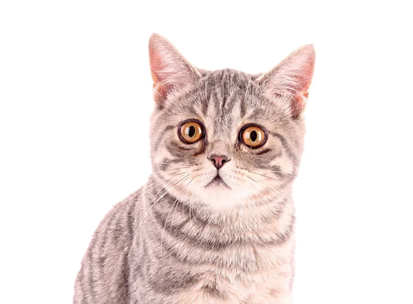 Genç kedi bembeyaz — Stok fotoğraf