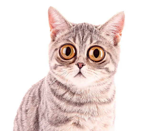 Jonge grappig verrast kat close-up geïsoleerd op wit — Stockfoto