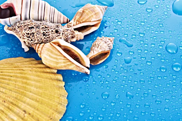 Kabukları su mavi zemin üzerine düşer — Stok fotoğraf