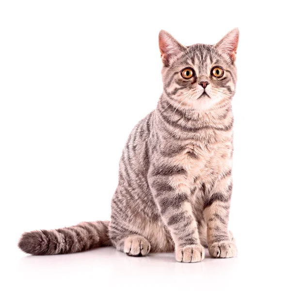 Young cat isolated on white — Stock Photo, Image
