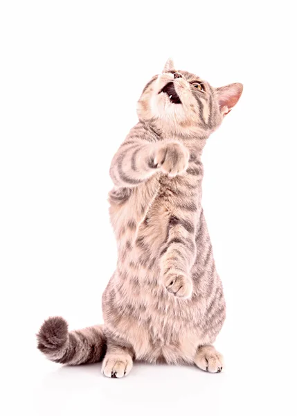 Mladá kočka útok něco z výše izolovaných na bílém — Stock fotografie