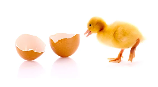 Entlein und gebrochenes Ei isoliert auf weiß — Stockfoto