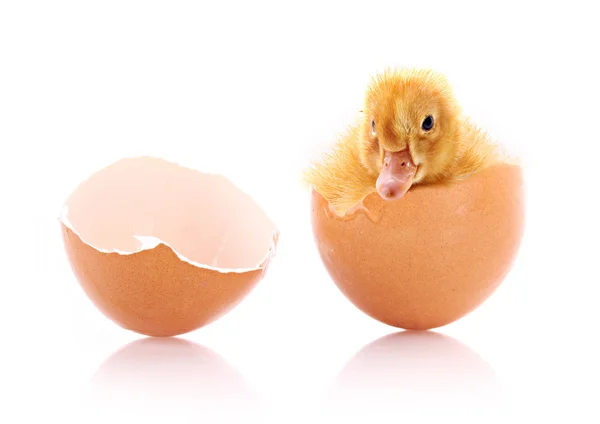 Каченя і розбите яйце ізольовано на білому — стокове фото