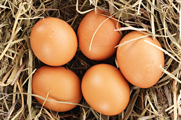 Ninho de pássaros com três ovos isolados em branco — Fotografia de Stock