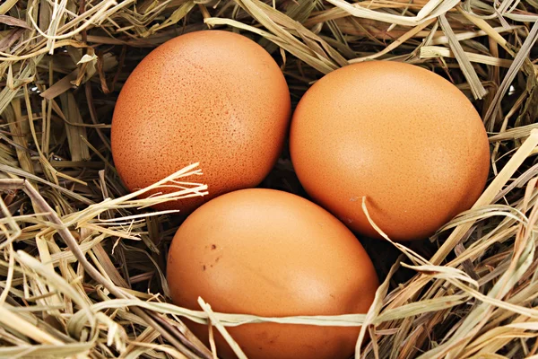 Птичье гнездо с тремя яйцами, изолированными на белом — стоковое фото