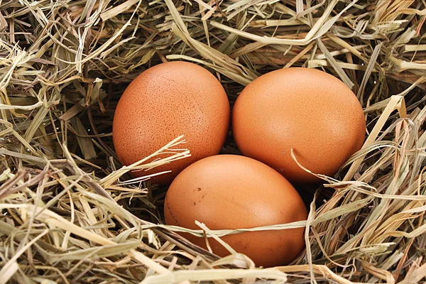 Птичье гнездо с тремя яйцами — стоковое фото