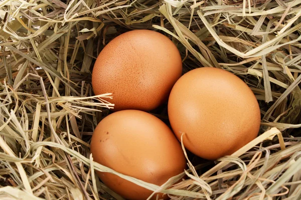 Пташине гніздо з трьома яйцями ізольовано на білому — стокове фото