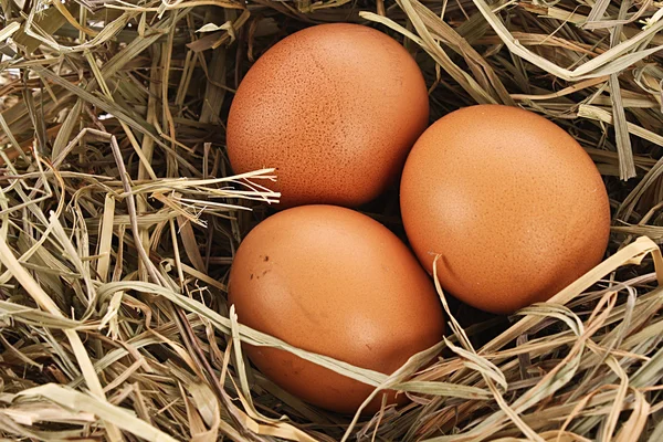 Nido de aves con tres huevos aislados en blanco — Foto de Stock