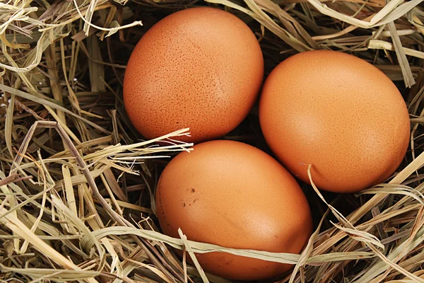 Het nest van de vogel met drie eieren geïsoleerd op wit — Stockfoto